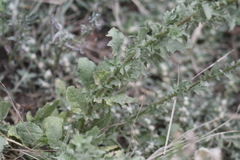 Pseudoconyza viscosa