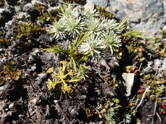 Aciphylla monroi