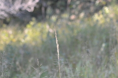 Calamagrostis inexpansa