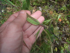 Eudianthe coeli-rosa