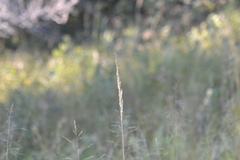 Calamagrostis inexpansa