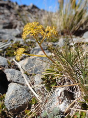 Aciphylla monroi