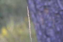 Calamagrostis inexpansa