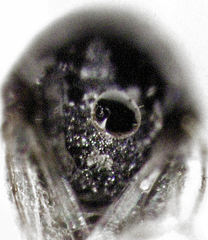 Trybliographa