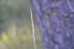 Calamagrostis inexpansa
