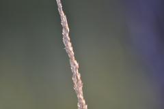 Calamagrostis inexpansa