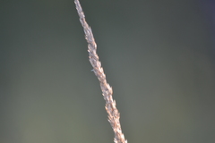Calamagrostis inexpansa