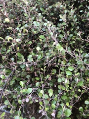 Corokia cotoneaster