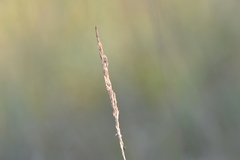 Calamagrostis inexpansa