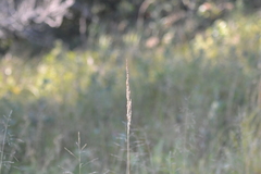 Calamagrostis inexpansa