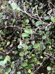 Corokia cotoneaster