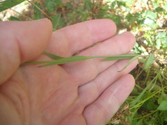 Eudianthe coeli-rosa