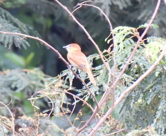 Pachyramphus rufus