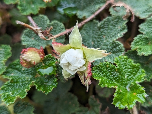 Rubus rolfei