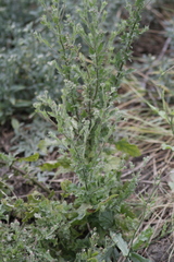Pseudoconyza viscosa