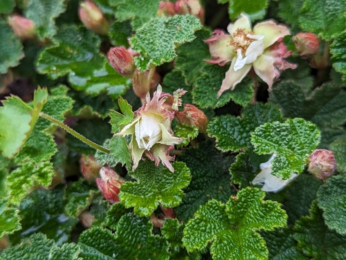 Rubus rolfei