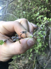 Corokia cotoneaster