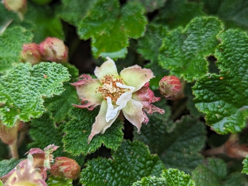 Rubus rolfei