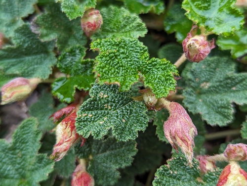 Rubus rolfei