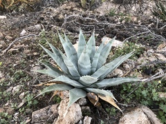 Agave simplex