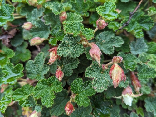 Rubus rolfei