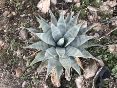 Agave simplex