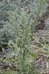 Pseudoconyza viscosa