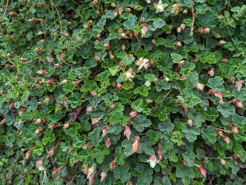 Rubus rolfei