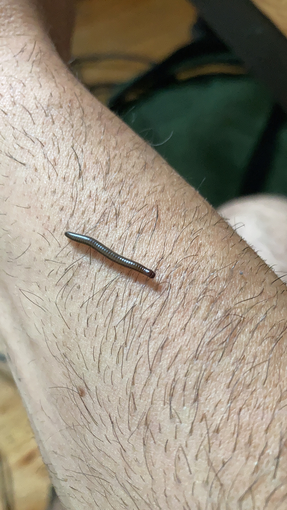 Round Backed Millipedes From San Miguel Zinacantepec On July 29 2023