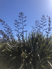 Phormium