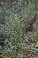 Pseudoconyza viscosa