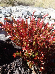 Epilobium rubro-marginatum