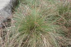 Fimbristylis sieboldii