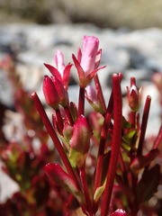 Epilobium rubro-marginatum