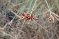 Fimbristylis sieboldii