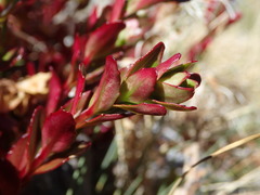 Epilobium rubro-marginatum