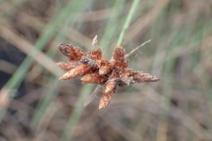 Fimbristylis sieboldii