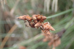 Fimbristylis sieboldii