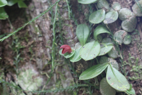 Porpax borneensis