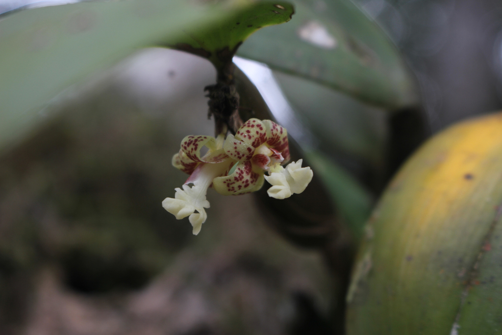 Dendrobium plicatile