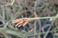 Fimbristylis sieboldii
