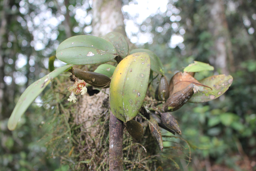 Dendrobium plicatile