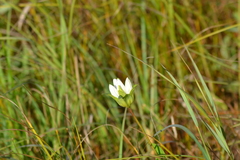 Gentiana rubricaulis