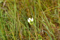 Gentiana rubricaulis