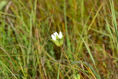 Gentiana rubricaulis