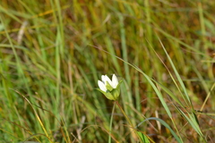 Gentiana rubricaulis