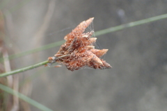 Fimbristylis sieboldii