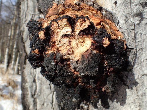 Diplodia tumefaciens image
