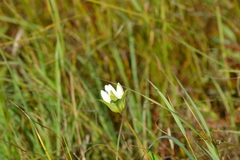 Gentiana rubricaulis