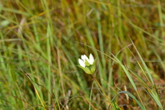 Gentiana rubricaulis